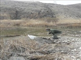 رها سازی  حواصیل سفید درشهرستان  فیروزکوه 