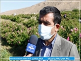 حمایت دولت از تولیدکنندگان گل محمدی در فیروزکوه