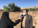 برداشت سیب زمینی در قطب تولید این محصول در استان تهران